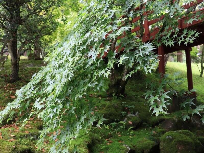 Yumoto Ueyama Ryokan 히메지 외부 사진